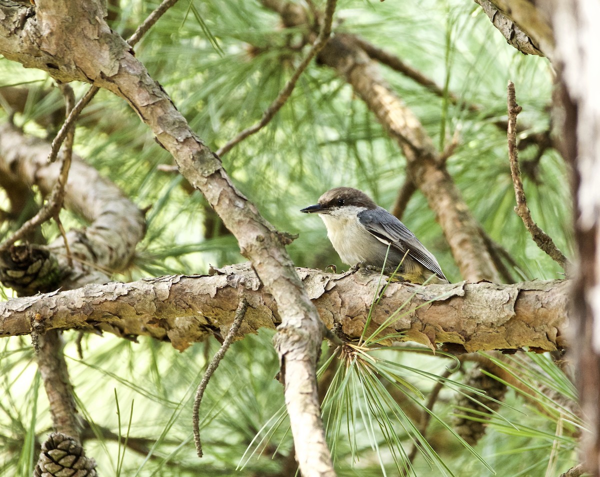 Brown-headed Nuthatch - Lance Runion 🦤