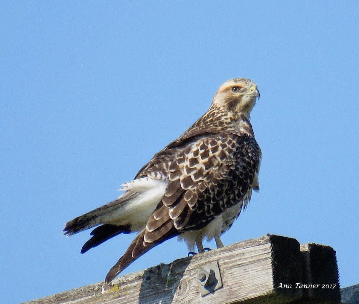 Swainson's Hawk - ML66442011