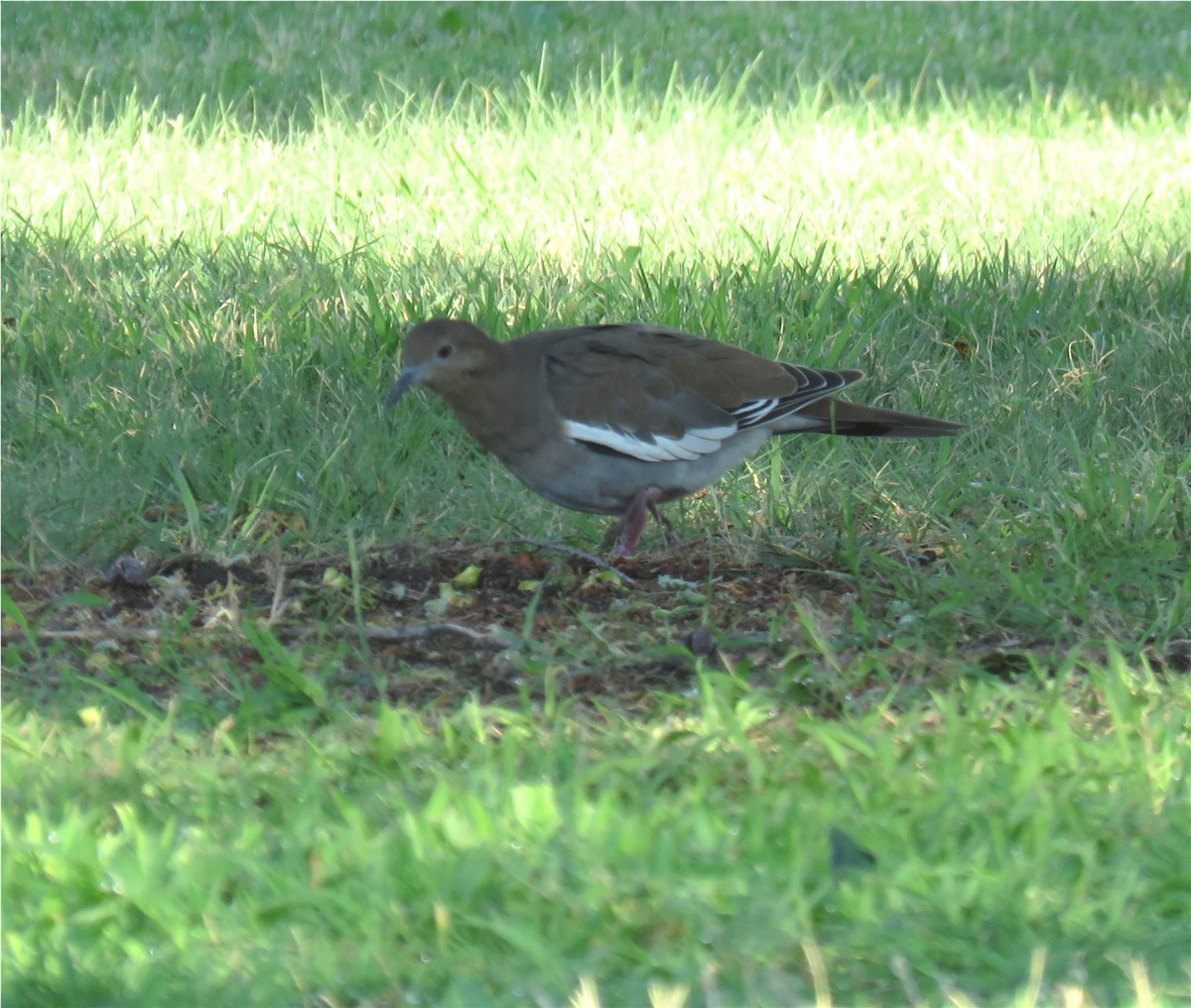 White-winged Dove - ML66442471