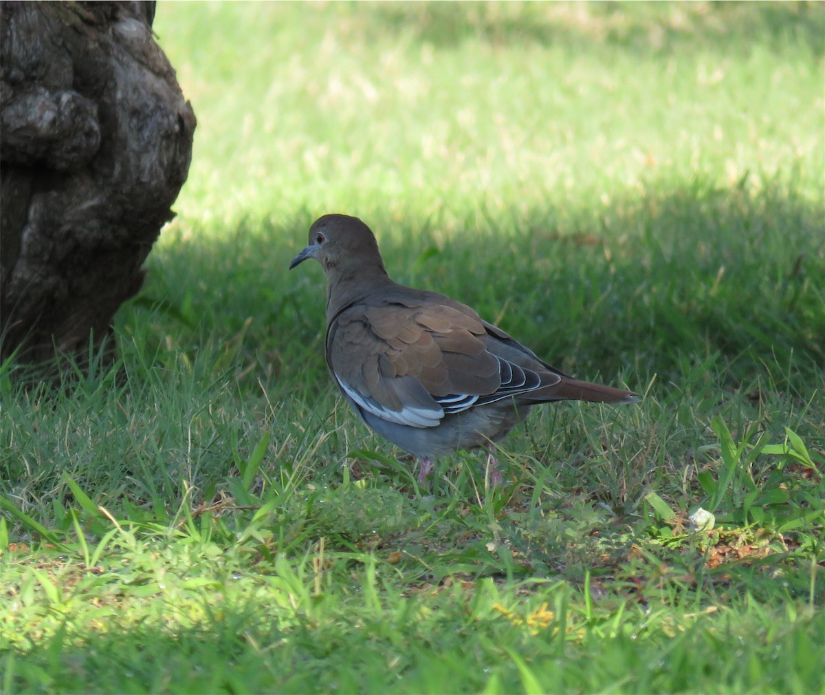 White-winged Dove - ML66442541