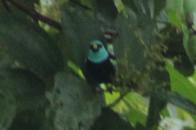 Blue-necked Tanager - Andrew Dreelin