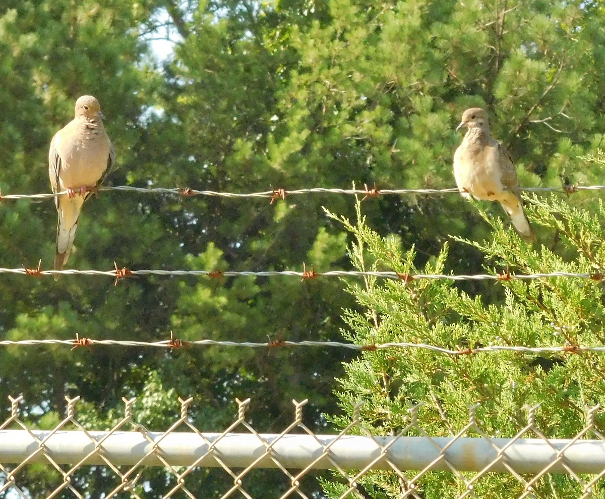 Mourning Dove - ML66442811