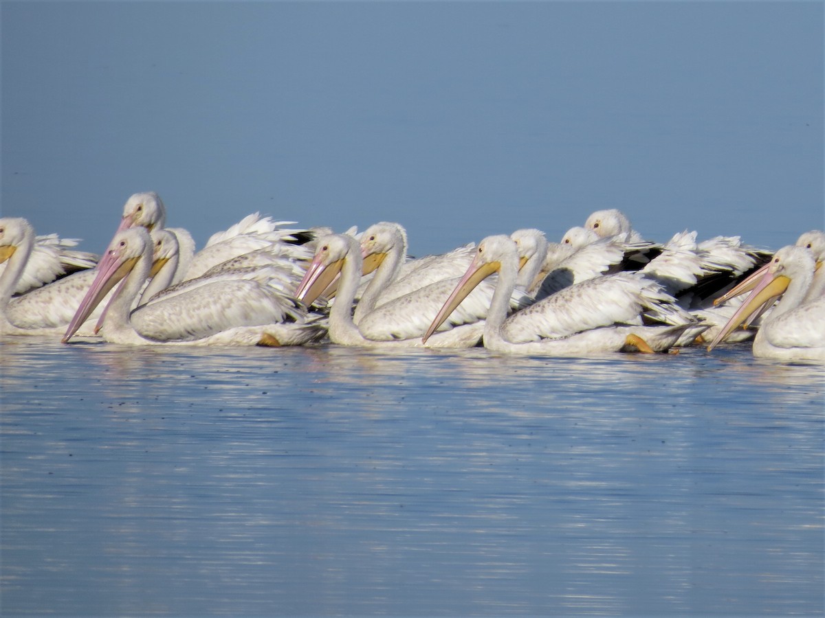 American White Pelican - ML66443041