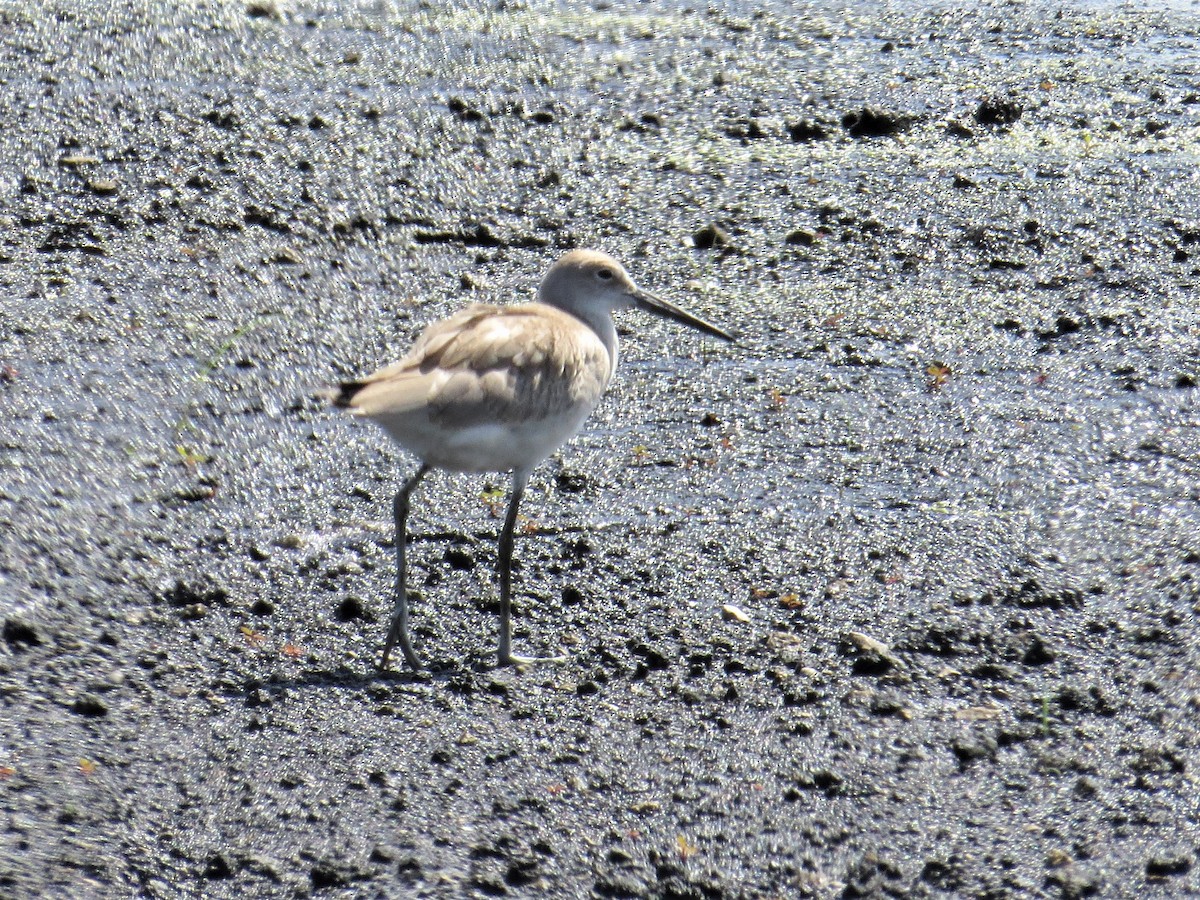 Willet - Chuck Weber