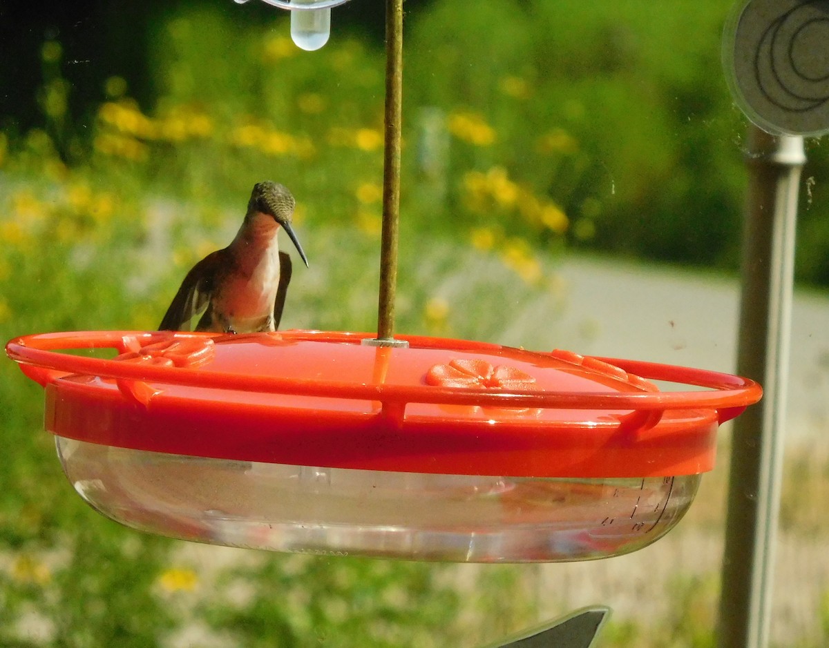 Ruby-throated Hummingbird - LynnErla Beegle