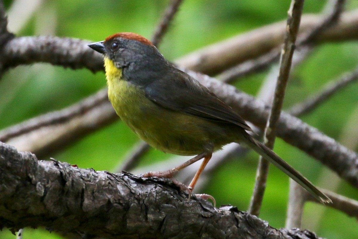 Rufous-capped Brushfinch - Lisa Carol Wolf