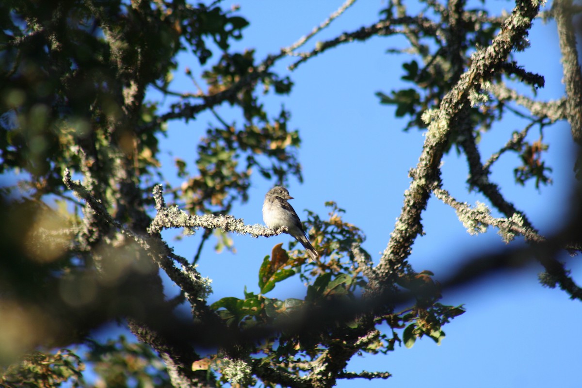 Western Wood-Pewee - ML66444381