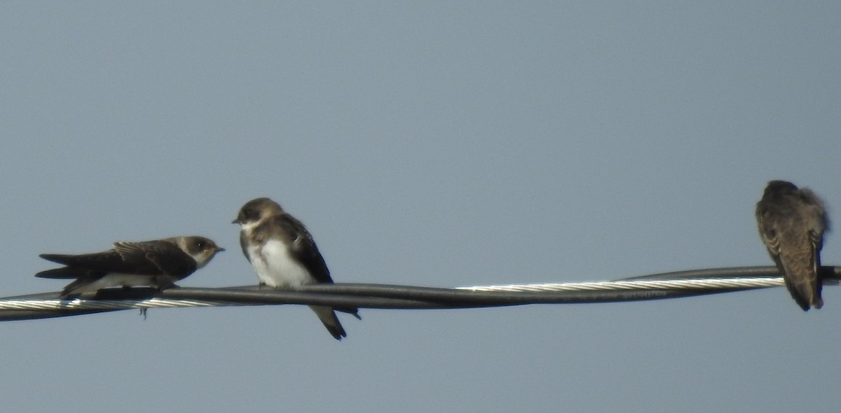 Bank Swallow - ML66445341