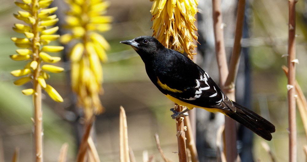 Oriole jaune-verdâtre - ML66448461