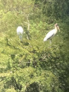 Wood Stork - ML66450241