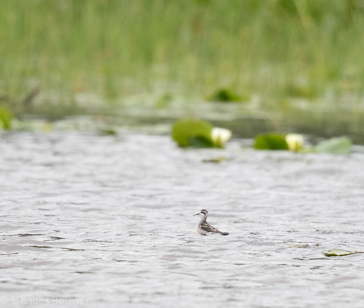 Red-necked Phalarope - ML66452101