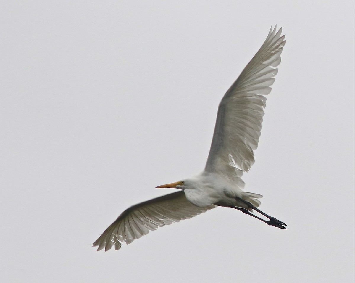 Great Egret - ML66452341