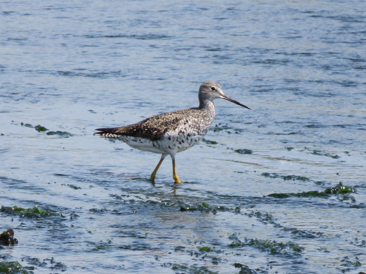 Greater Yellowlegs - Deb Caron