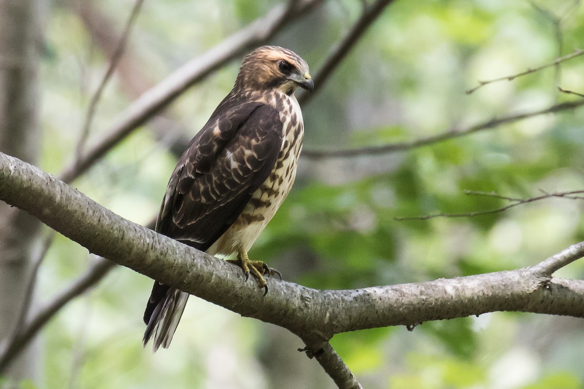 Broad-winged Hawk - ML66452681