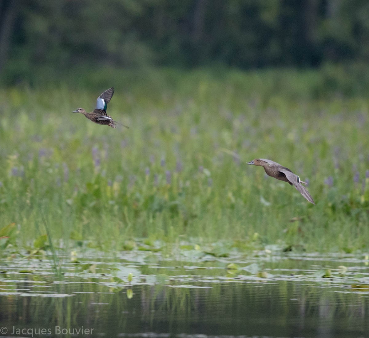 Blue-winged Teal - ML66452991