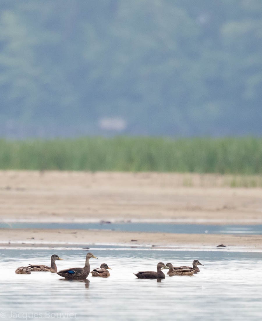 Esmer Ördek - ML66453081