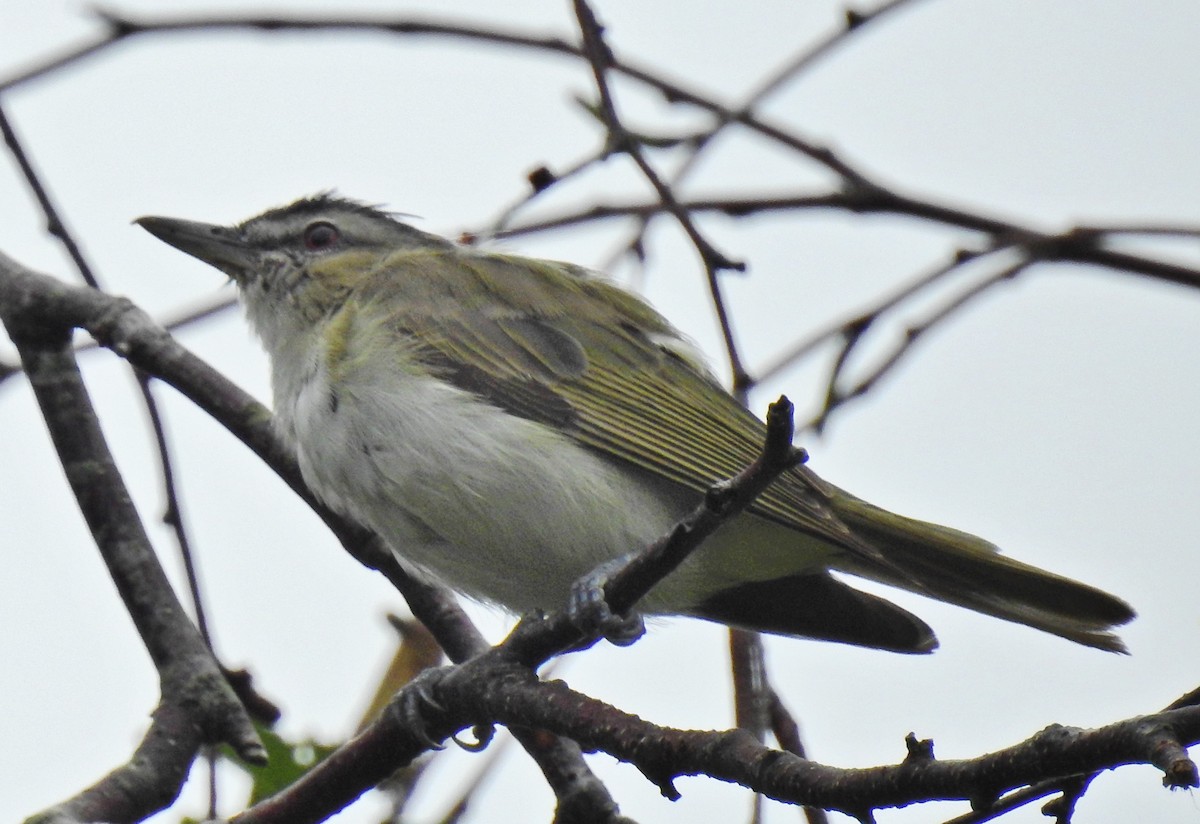 Red-eyed Vireo - ML66453621