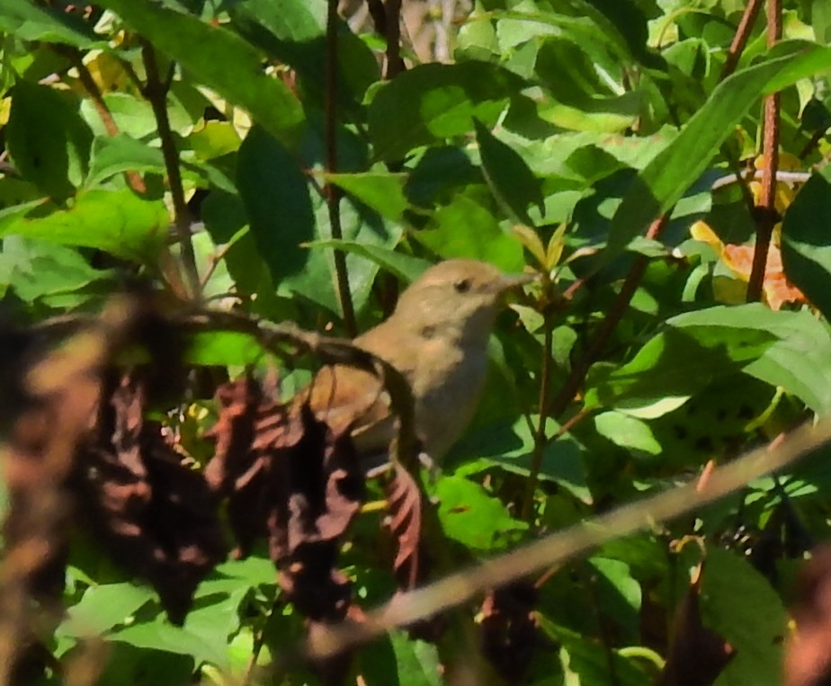 Chochín Criollo - ML66454251