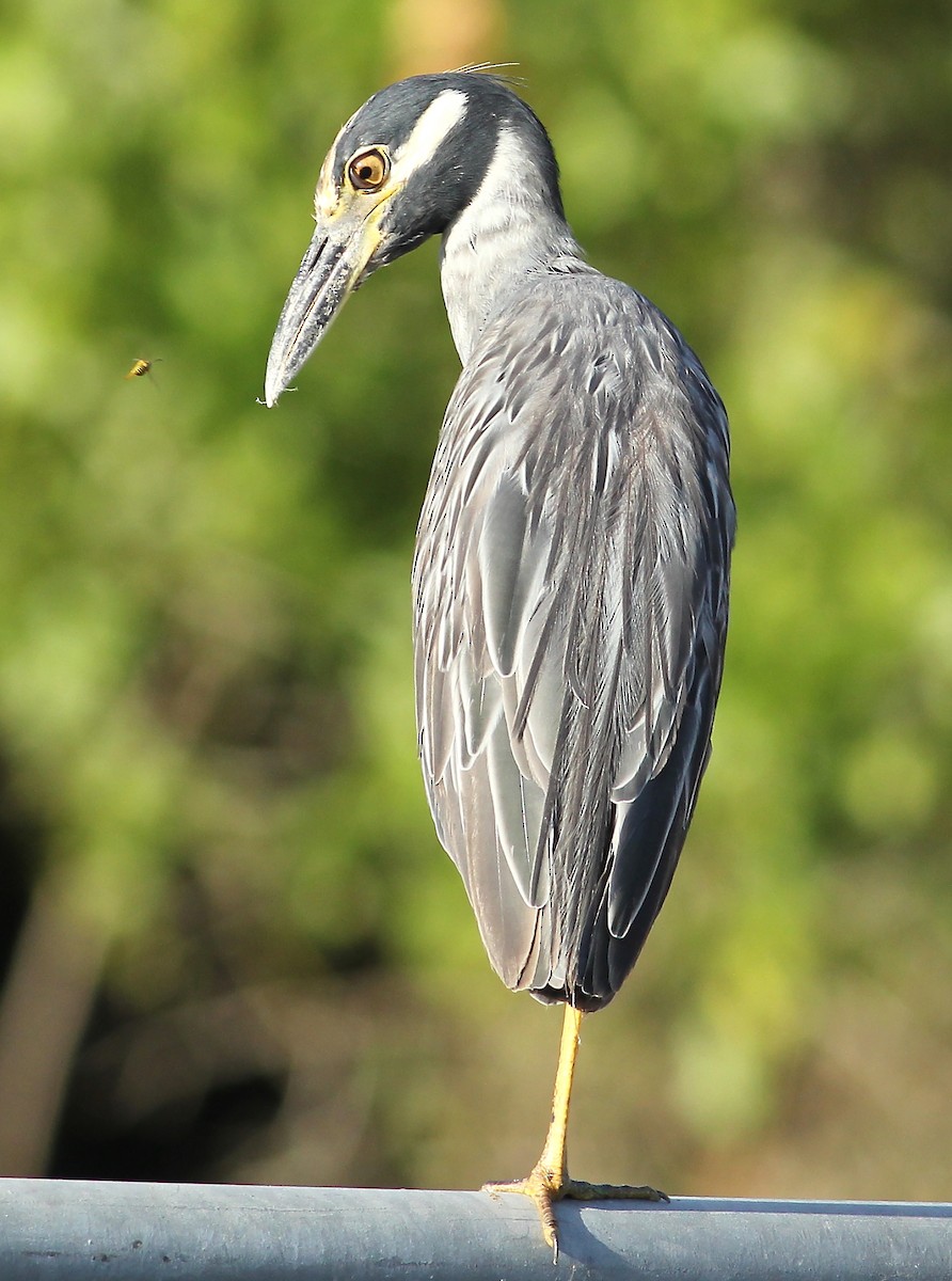 Yellow-crowned Night Heron - ML66456471