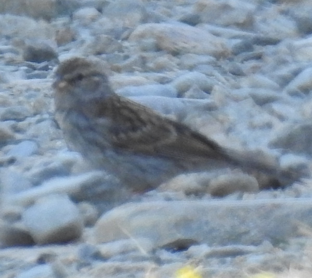 Chipping Sparrow - Shane Sater