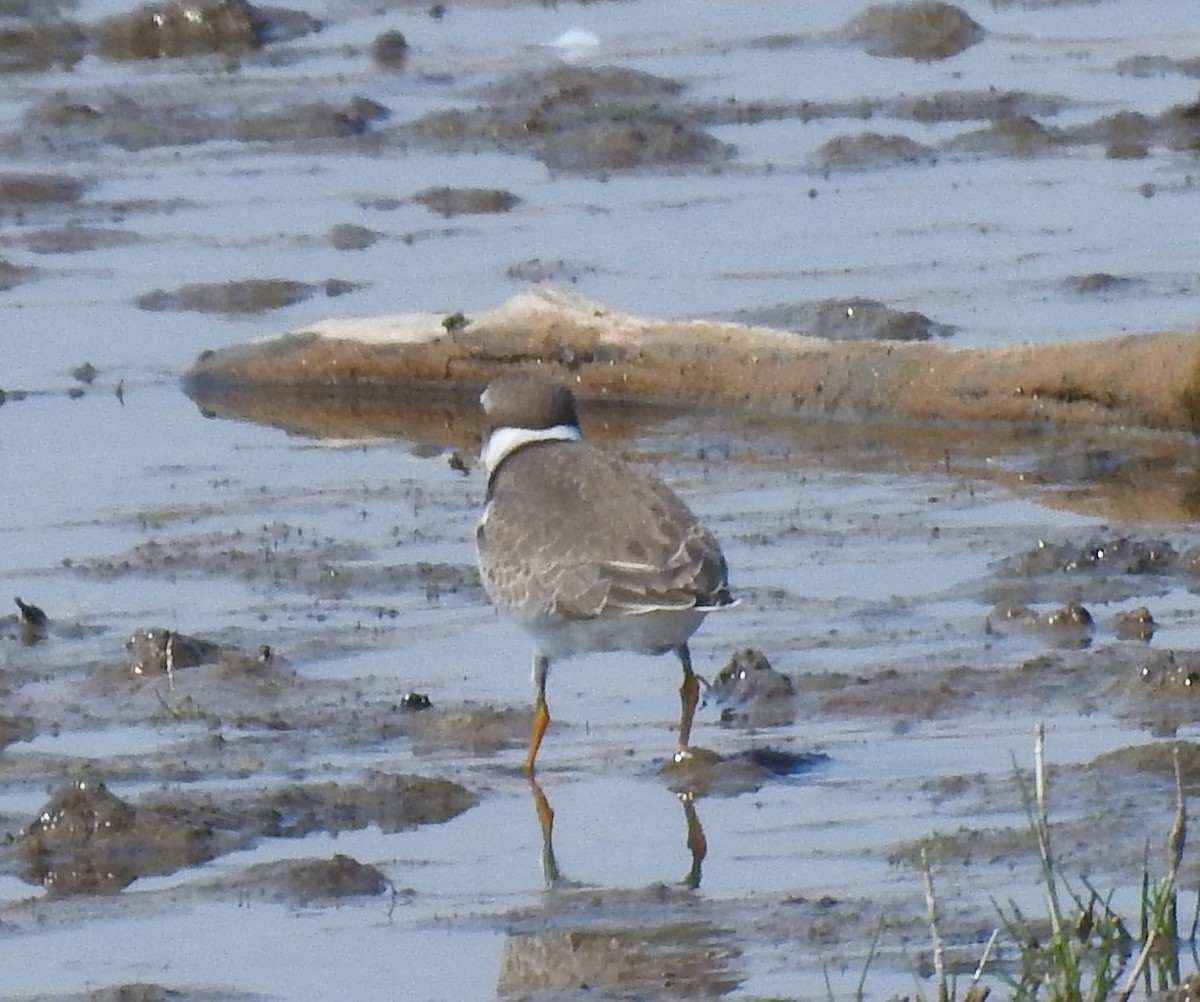 Semipalmated Plover - ML66457911