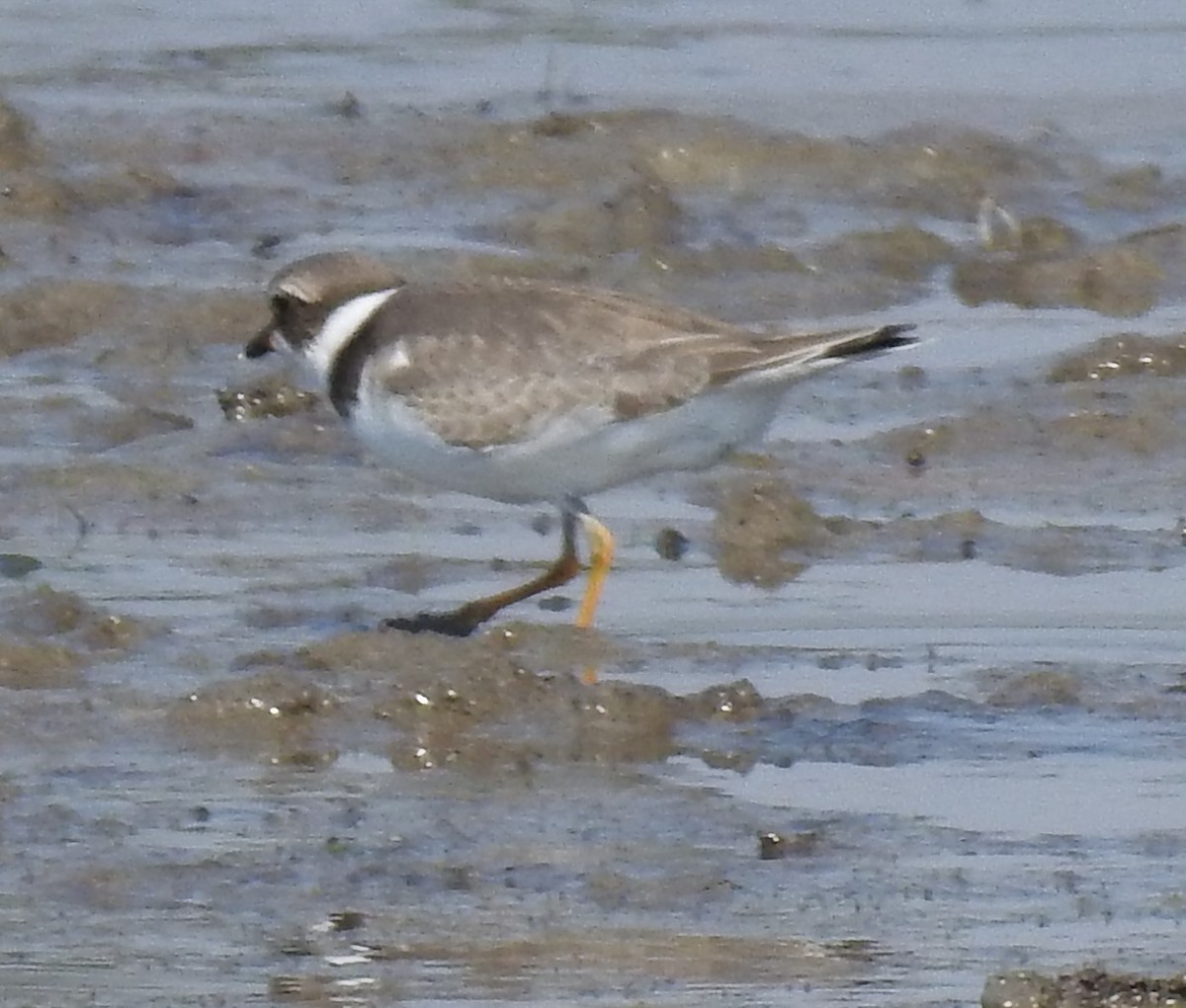 Semipalmated Plover - ML66457931