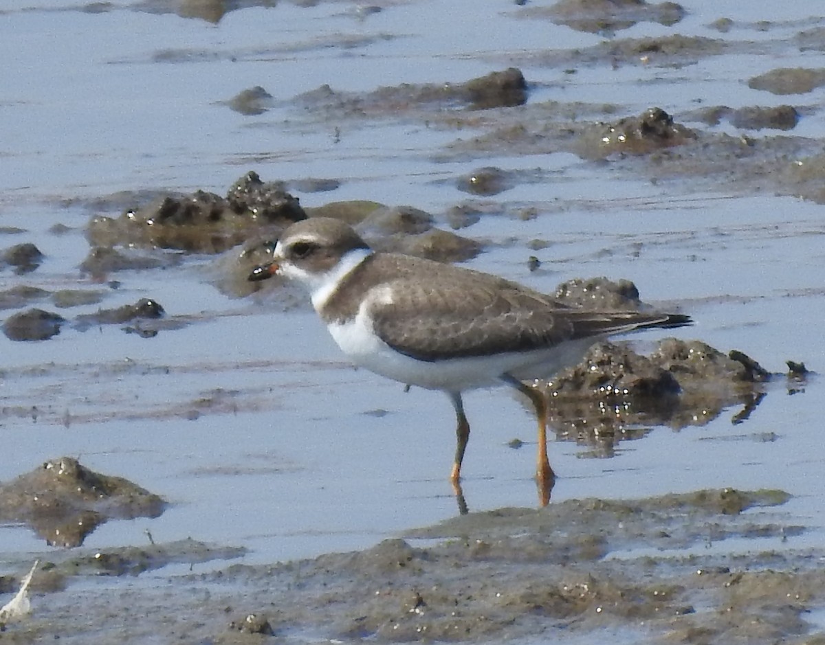 Semipalmated Plover - ML66457951