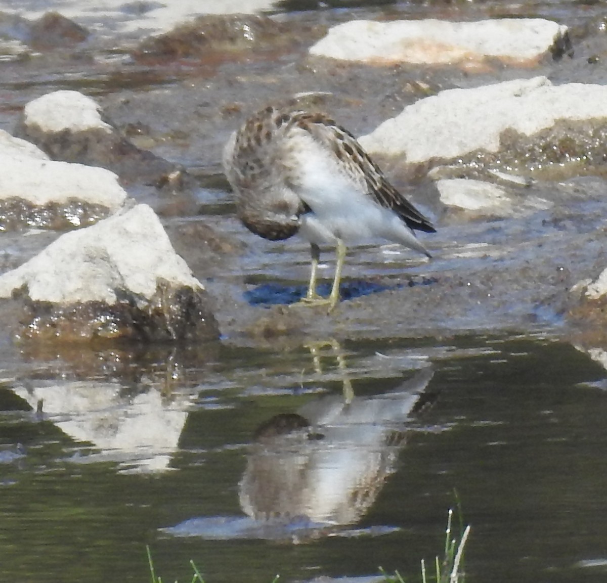 Least Sandpiper - ML66459721