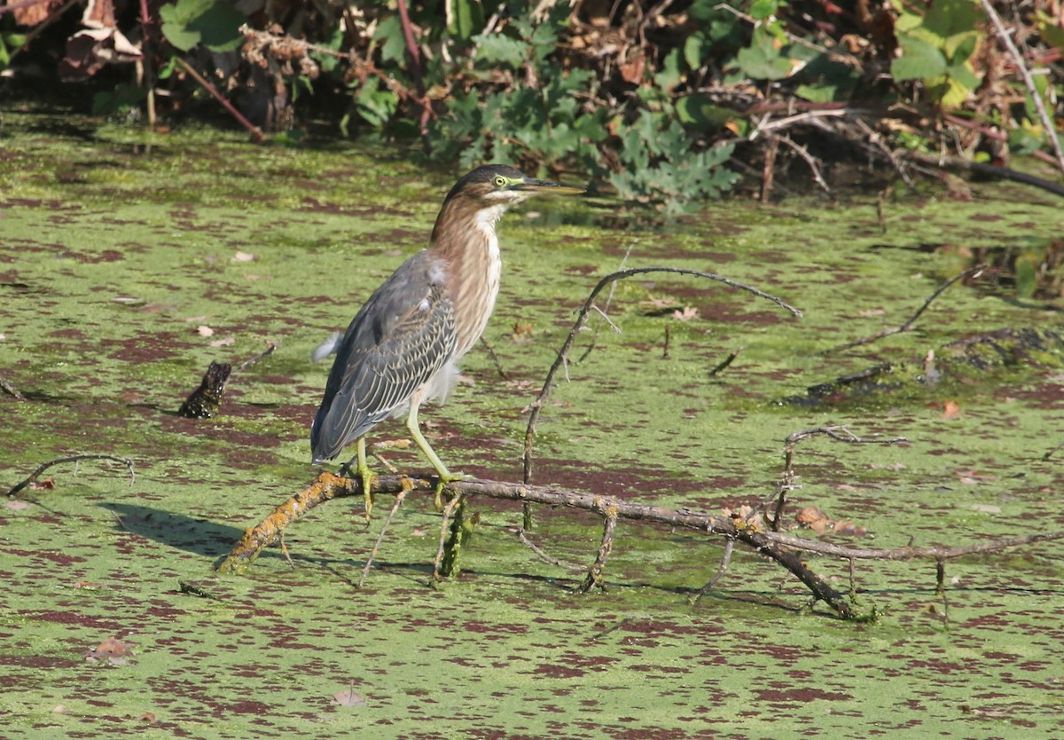 Green Heron - Gil Ewing