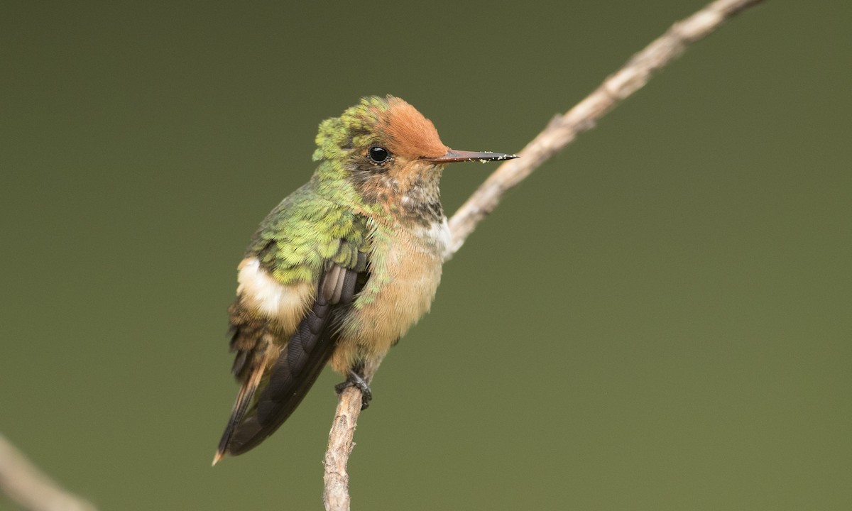 Rufous-crested Coquette - ML66461251