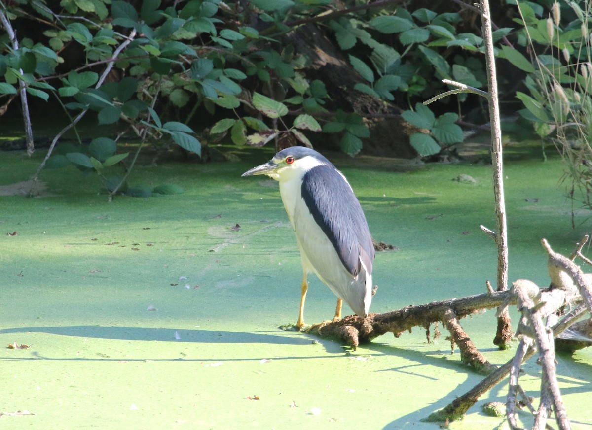 Black-crowned Night Heron - ML66461571