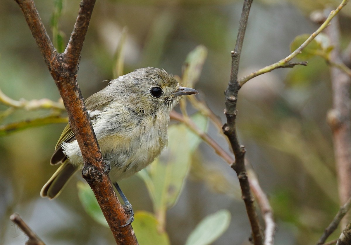 Hutton's Vireo - ML66462861