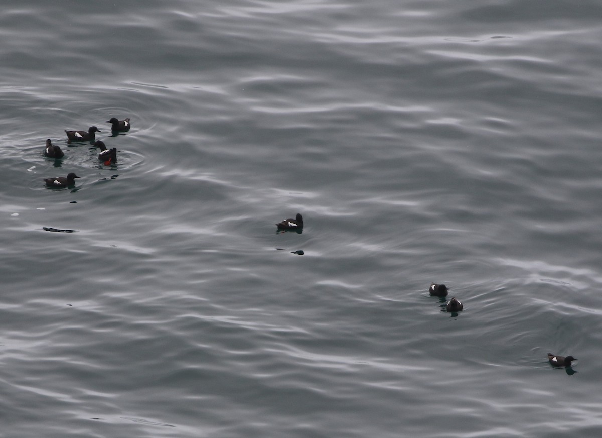 Pigeon Guillemot - Mike "mlovest" Miller