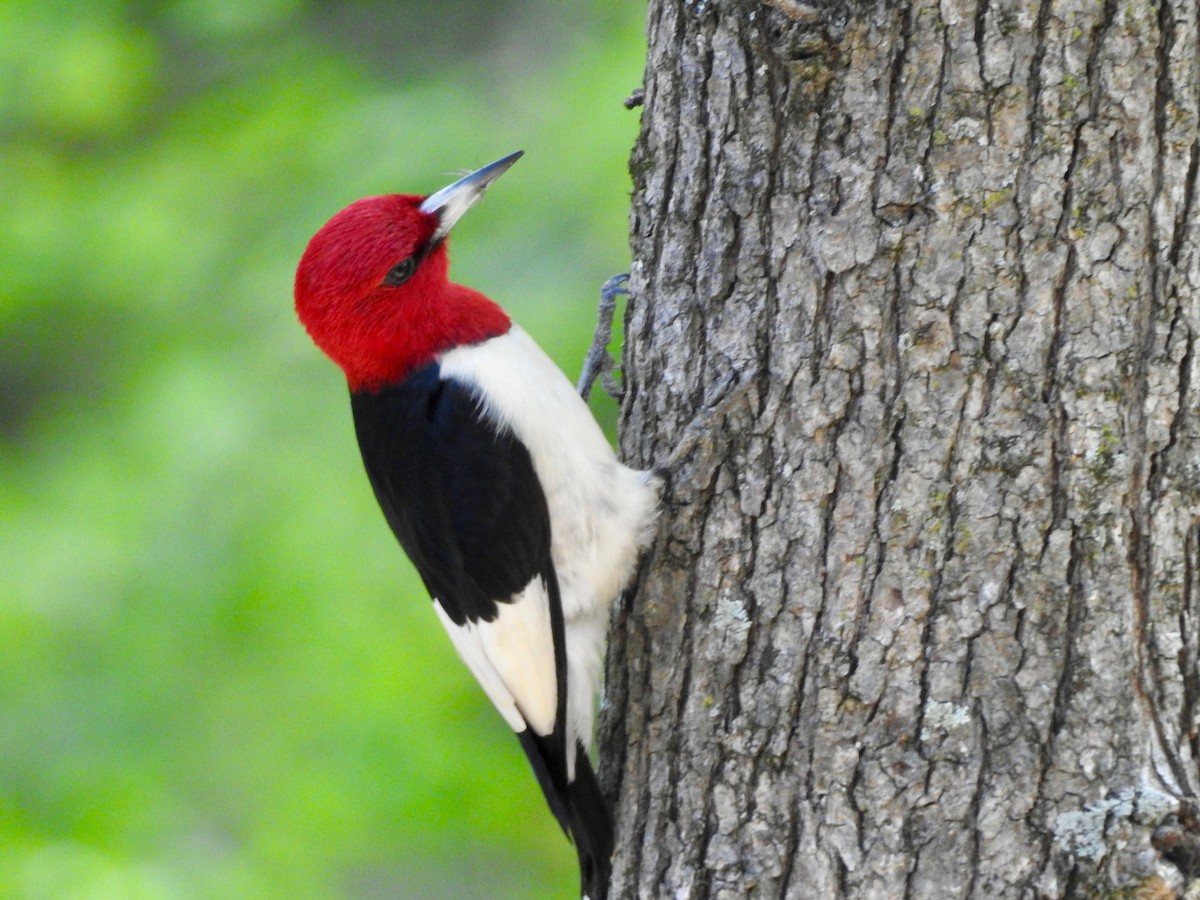 Red-headed Woodpecker - ML66463331