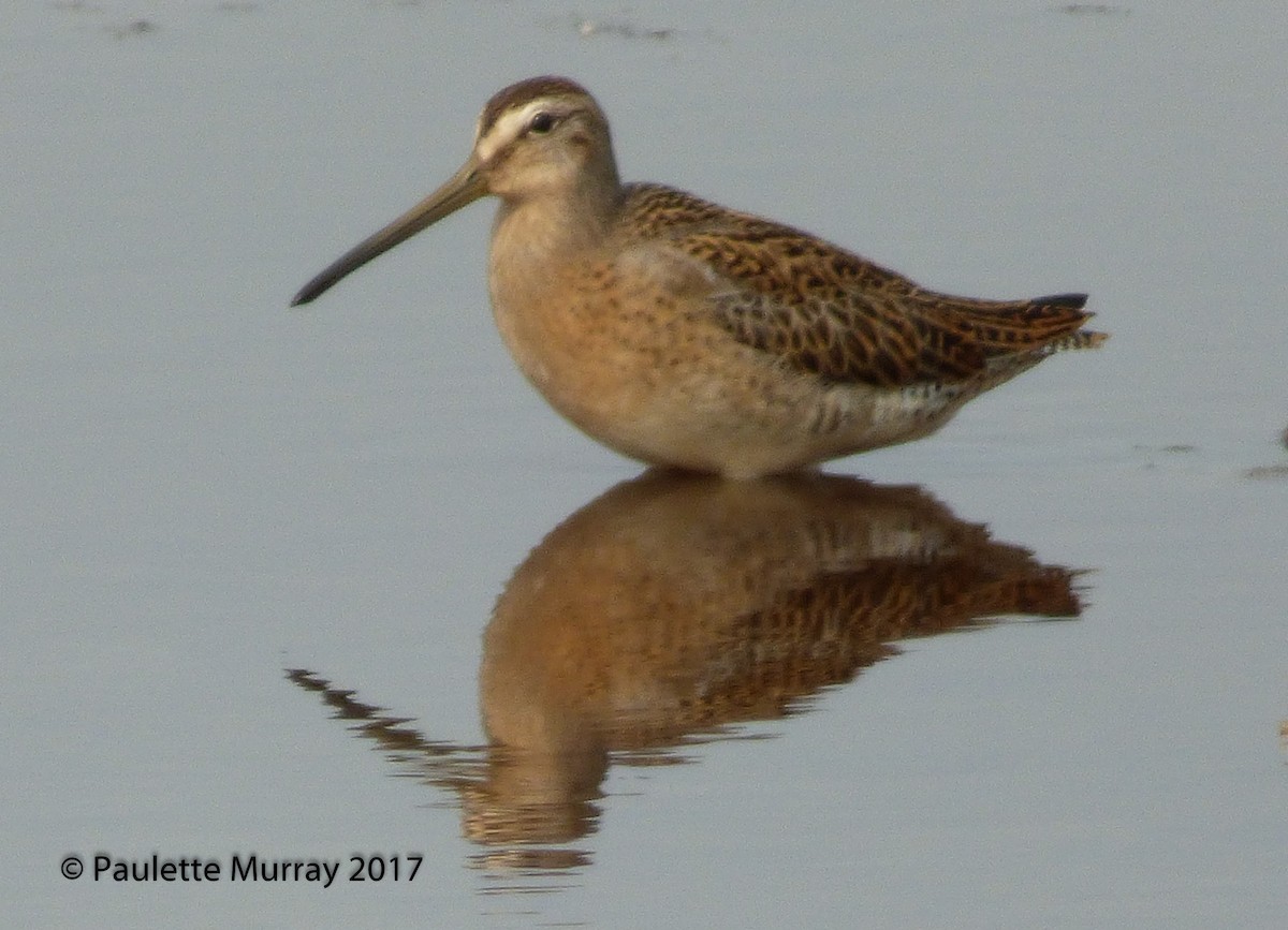 Short-billed Dowitcher (hendersoni) - ML66463981