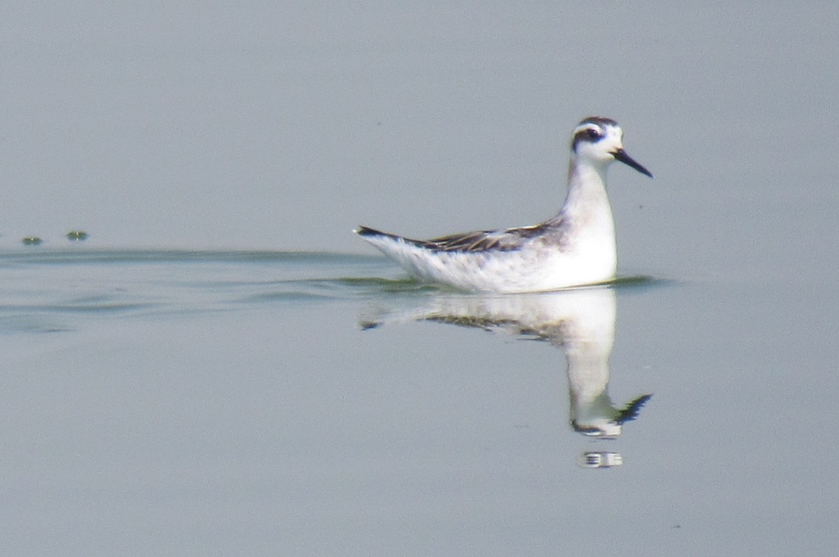 Круглоносый плавунчик - ML66464891