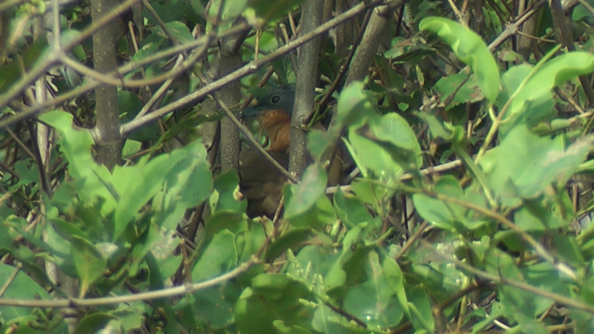 Gray-capped Cuckoo - Leslie Lieurance