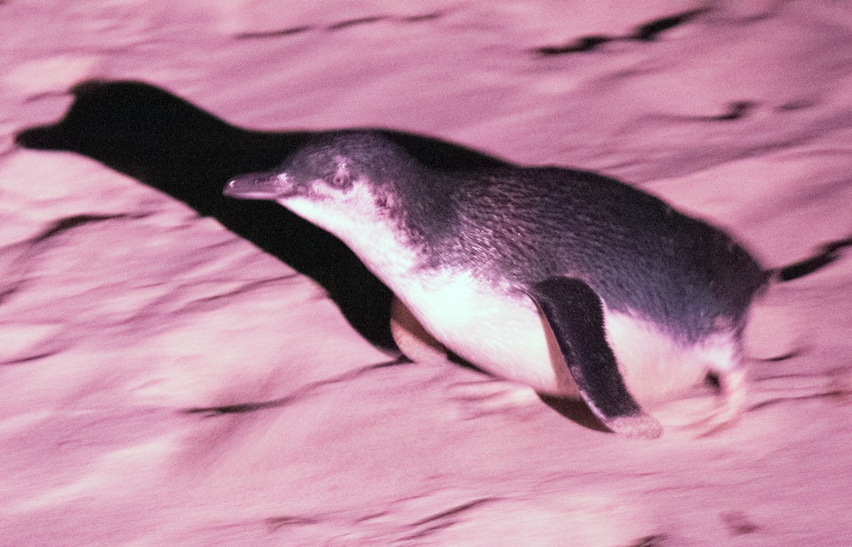 Малый пингвин - ML66466471