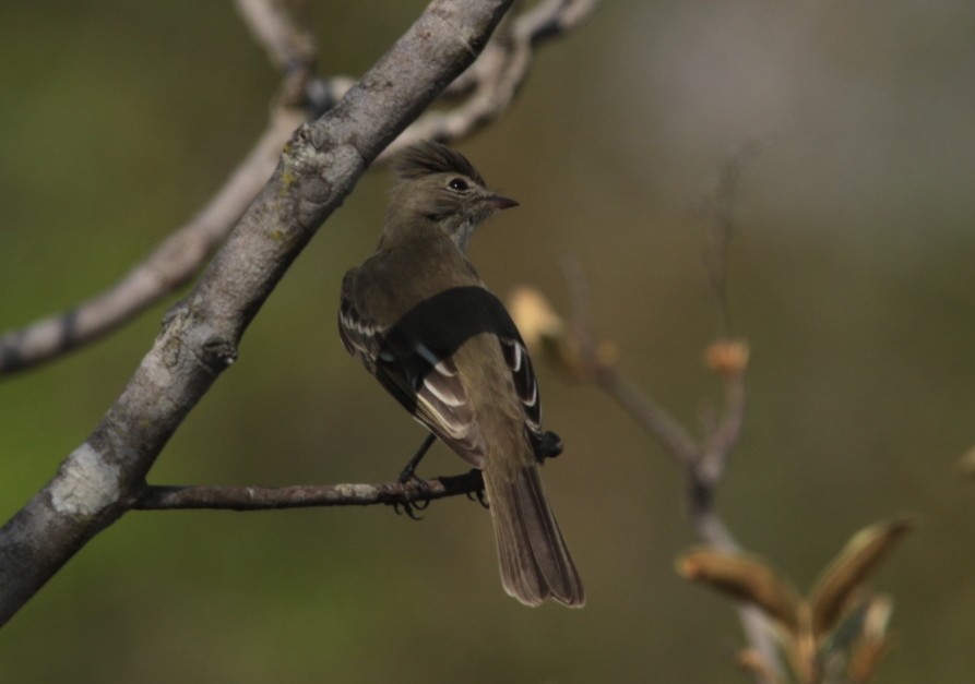 Plain-crested Elaenia - ML66466621