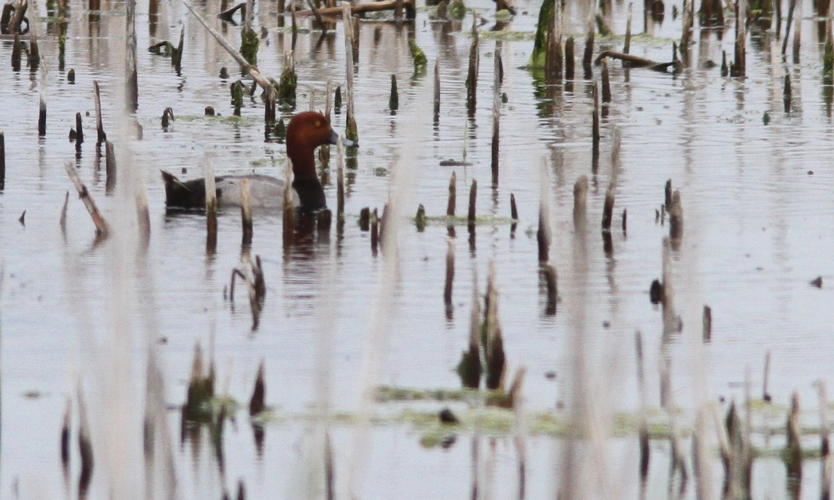 Redhead - ML66466711