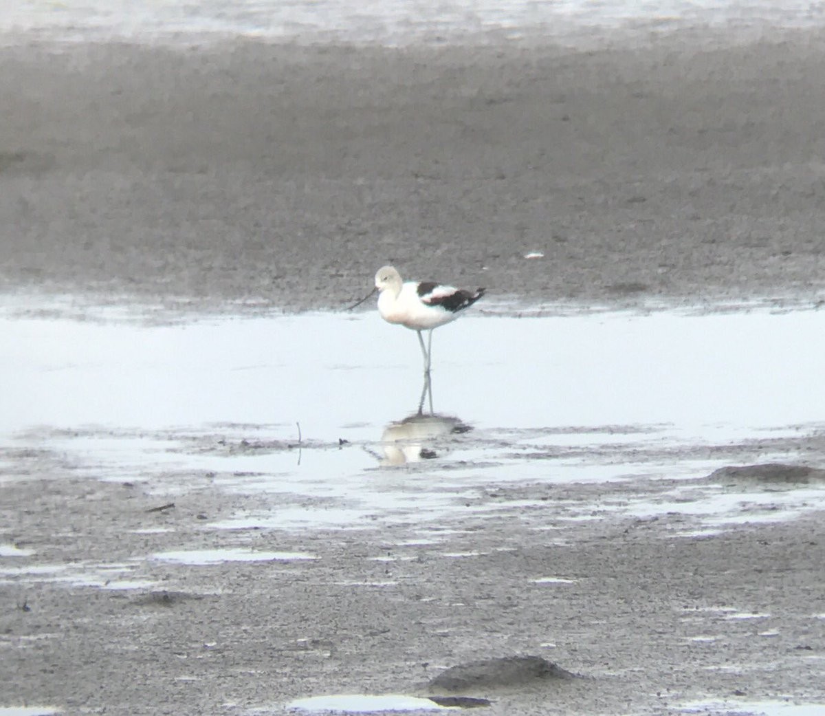 Avoceta Americana - ML66467721