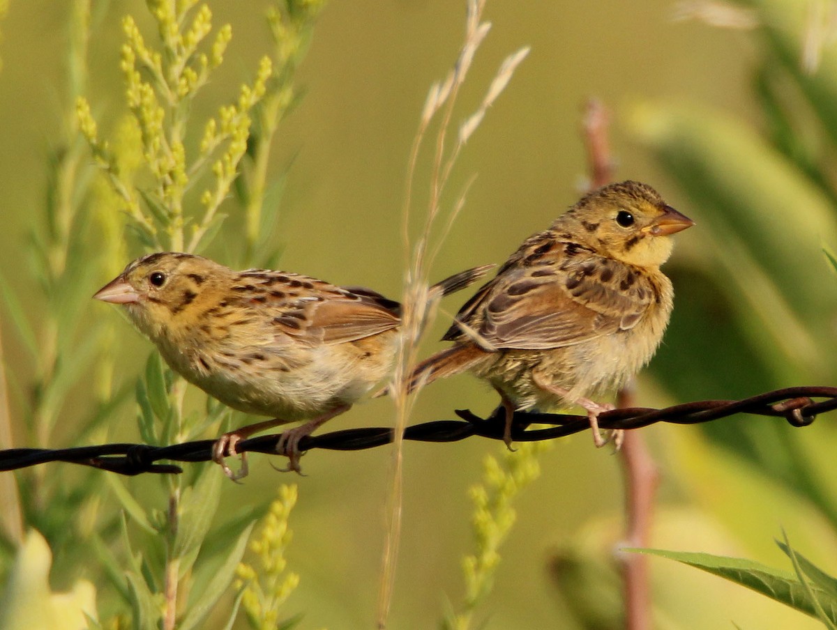 Henslow's Sparrow - Mark  Brown