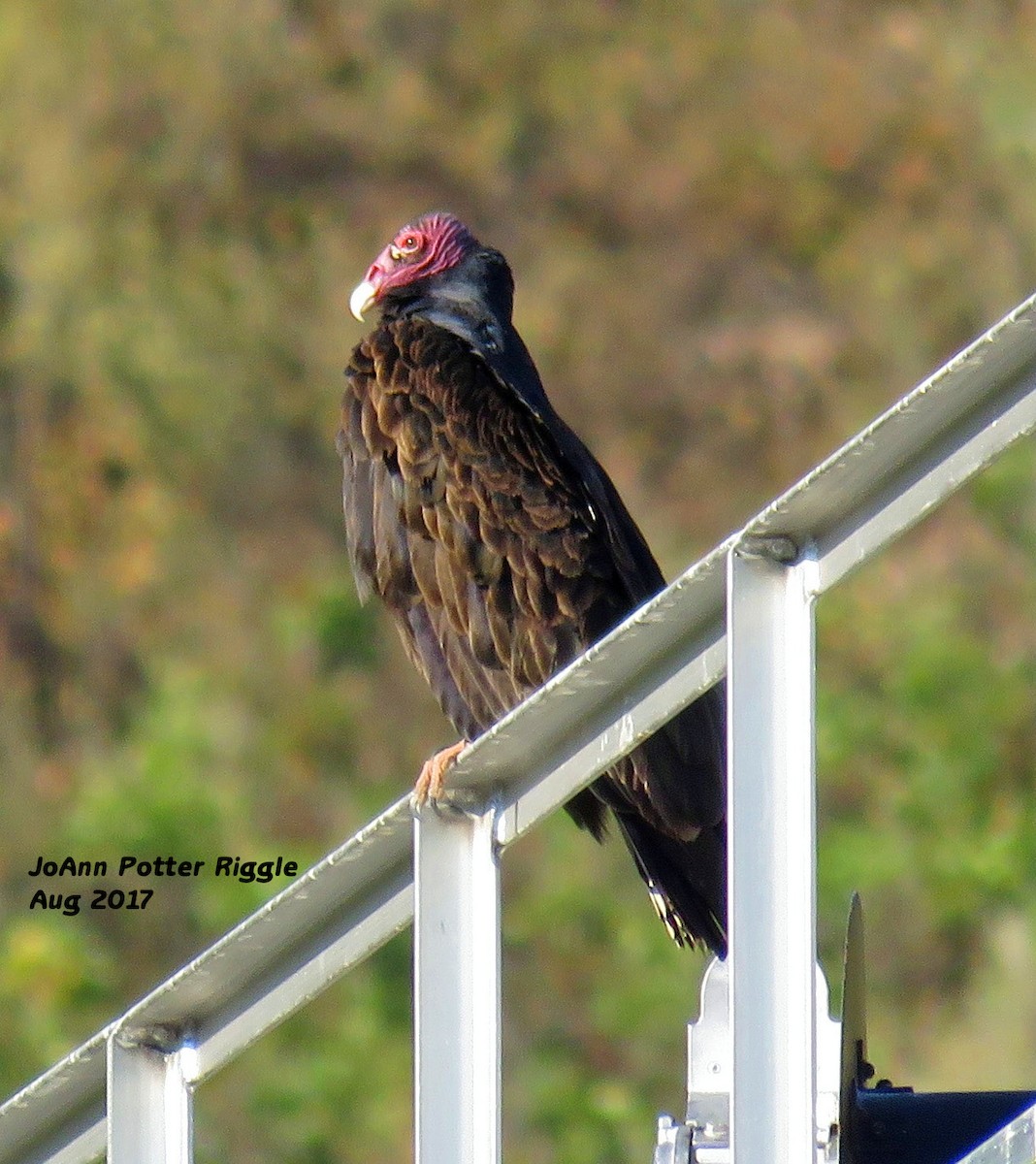 Turkey Vulture - JoAnn Potter Riggle 🦤