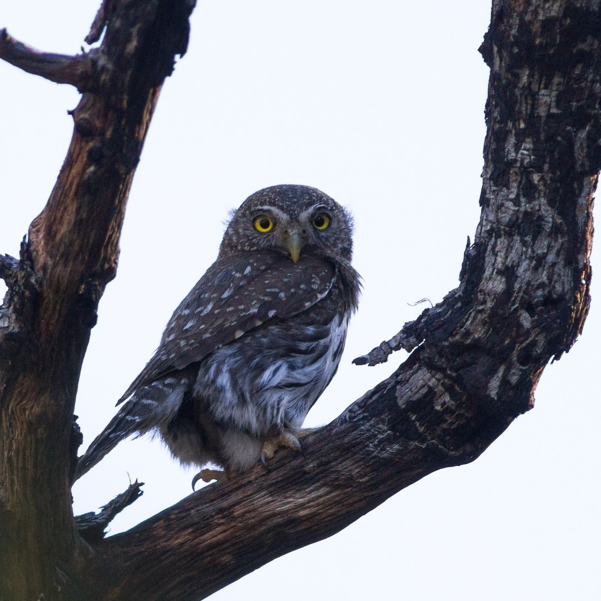 Northern Pygmy-Owl (Mountain) - ML66471741