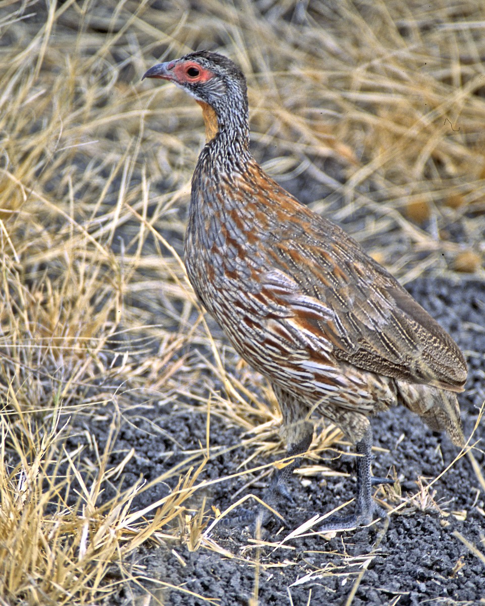 Francolin à poitrine grise - ML66472031