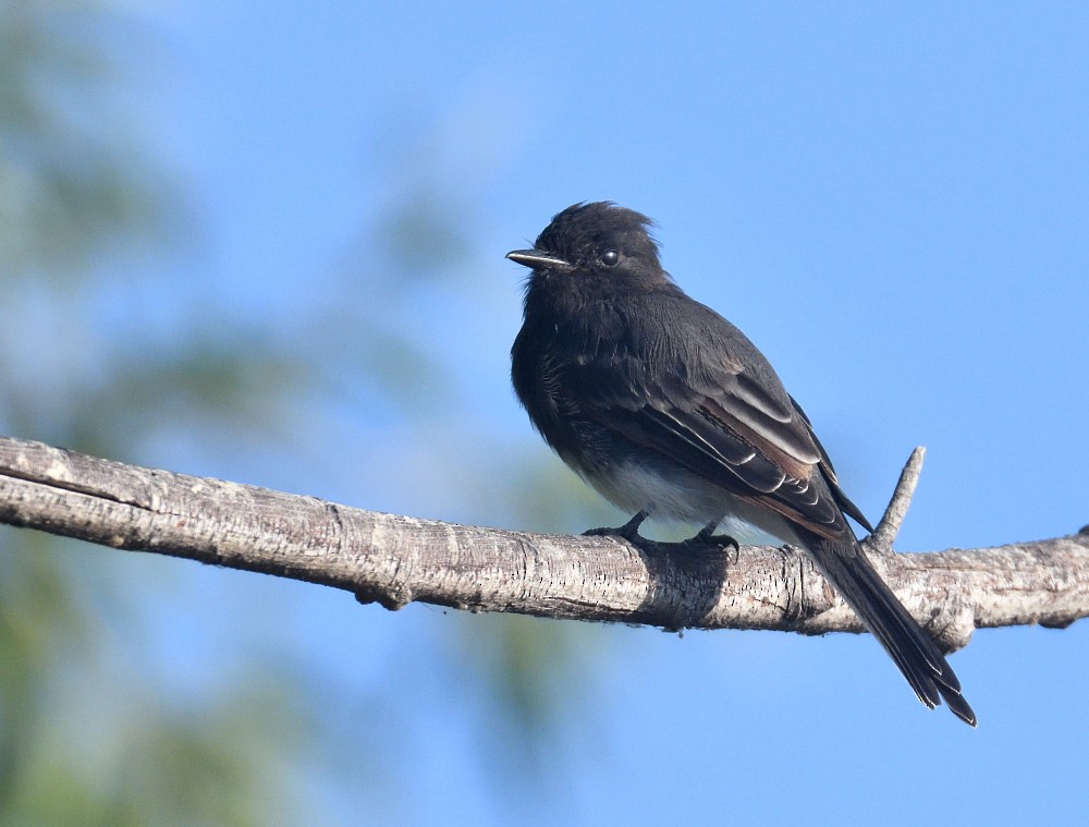 Black Phoebe - Roy Fisher