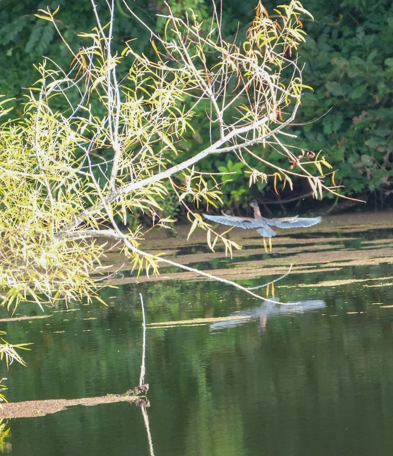 Green Heron - Kathleen Horn