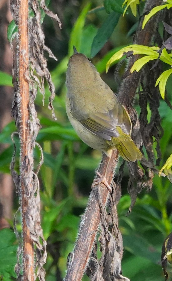 Common Yellowthroat (trichas Group) - Kathleen Horn