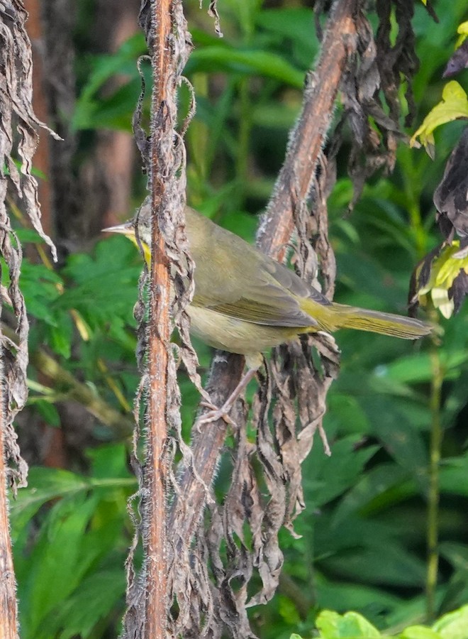 Common Yellowthroat (trichas Group) - Kathleen Horn