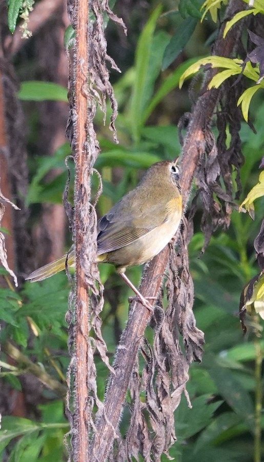 Common Yellowthroat (trichas Group) - Kathleen Horn